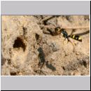 Mellinus arvensis - Kotwespe w44a im Nestanflug.jpg